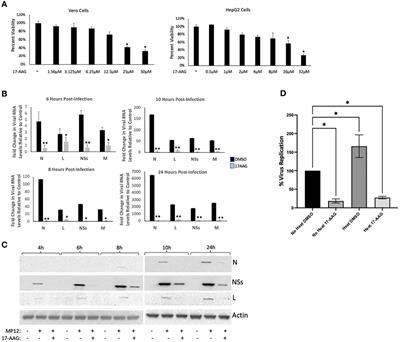 HSP90 is part of a protein complex with the L polymerase of Rift Valley fever phlebovirus and prevents its degradation by the proteasome during the viral genome replication/transcription stage